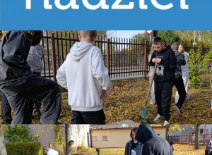 Uczniowie sadzą cebulki żonkili.