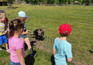 Przyglądamy się ptakom